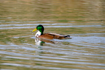 Male mallard duck, portrait of a duck with reflection in clean lake water.