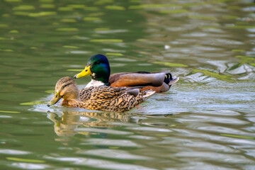 Couple of mallard ducks on the lake with beautiful reflections in the water.