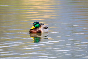 Male mallard duck, portrait of a duck with reflection in clean lake water.