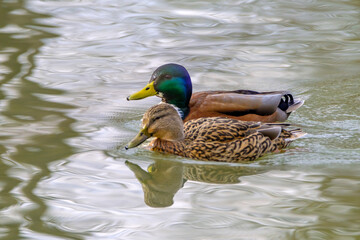 Couple of mallard ducks on the lake with beautiful reflections in the water.