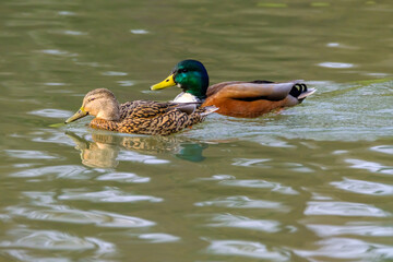 Couple of mallard ducks on the lake with beautiful reflections in the water.