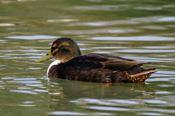 American black duck in a water with beautiful reflections.