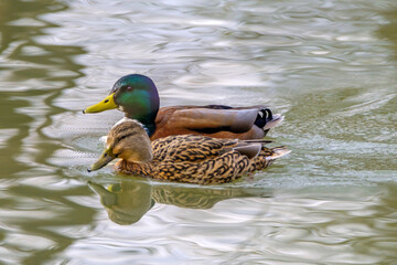 Couple of mallard ducks on the lake with beautiful reflections in the water.