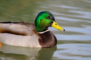 Male mallard duck, portrait of a duck with reflection in clean lake water.