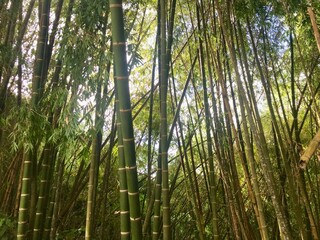Obraz premium bamboo forest background