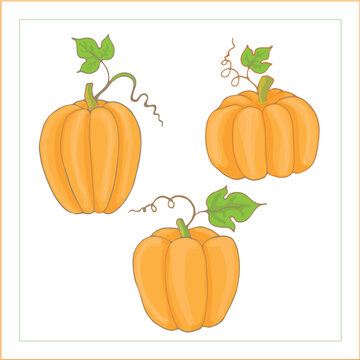 Set of tree orange pumpkins with leaves and curls. Vector illustration.