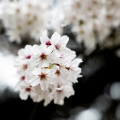 路上に咲く花