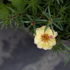 路上に咲く花