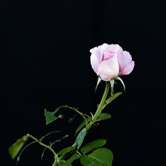 路上に咲く花
