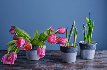Close-up of spring green leaves of daffodils and tulips and a bouquet of already blossoming tulips in beautiful tin pots on an old wooden table against a bright blue wall