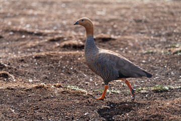 Single ruddy headed goose walking into wind on Falkland Islands
