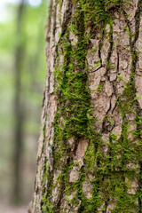 Textured Tree Trunk Covered in Green Moss Closeup ~BARK OF A TREE~