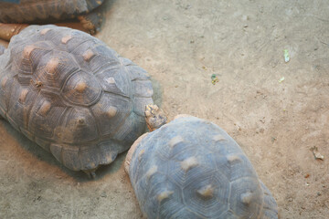 Obraz premium ライトの下で温まるカメ