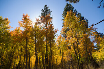 Fototapeta premium Tall Deciduous Forest in Fall Changing Colors