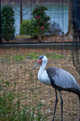 檻の中のホオカザリヅル