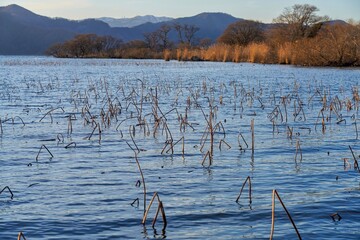 夕日に染まる冬枯れの蓮池の情景