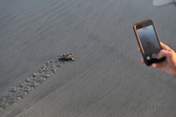 Tomándole una fotografía con un móvil a una tortuga golfina en la playa