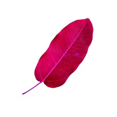 red leaf isolated on white