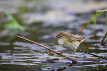Beautiful little willow warbler (Phylloscopus trochilus) watching the reflection of itself in the pond. Bieszczady National Park, Poland, Europe