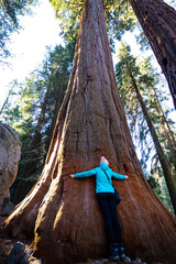 Girl in a blue jacket hugs tall sequoia tree. Connectedness to nature. Sequoia National Park in...