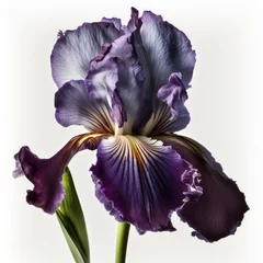 Deurstickers Purple Iris: A Captivating Display of Elegance and Grace © Kateryna