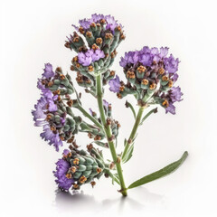Charming purple Statice flowers