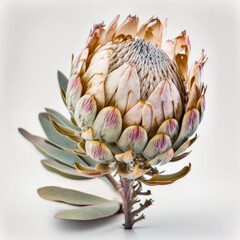 Exotic Protea Blossom: A Captivating Display of Color and Texture