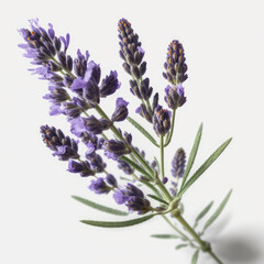 Fototapeta premium Purple Perfection: The Beauty of Lavender