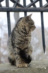 cat in the cage