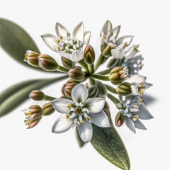 Obraz premium Bouvardia Blossom: A Fragrant and Beautiful Flower