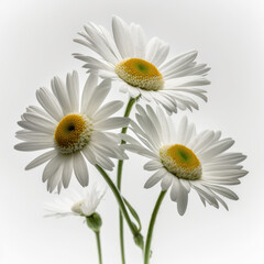 Dazzling Daisies: A Timeless Beauty