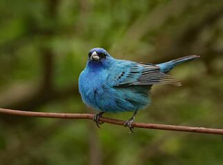 Indigo Bunting on a Fence