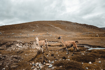 Alpacas and llamas eating in the bush