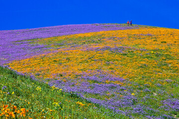 California wildflower super bloom in Carrizo Plain National Monument - one of the best place to see wildflowers 