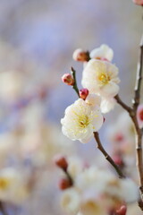 八重咲きの白梅のクローズアップ