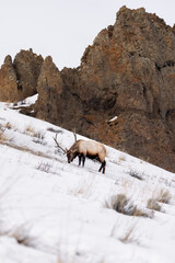 Fototapeta premium Elk with rocks