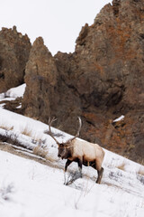Naklejka premium elk in the snow
