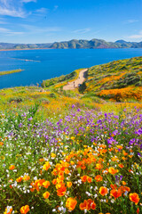 California wildflower super bloom at Diamond Valley Lake in Riverside County, one of the best place to see poppies, lupines and other colorful wildflowers - obrazy, fototapety, plakaty