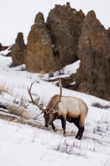 elk in the rocks