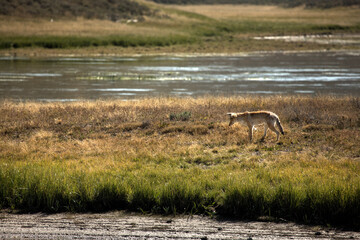 Naklejka na ściany i meble A Coyote is hunting in Yellowstone National Park.