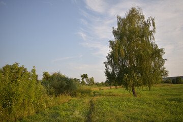 trees in the field, path in a field with a tree