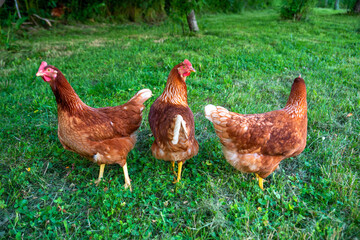 Three free range hens Rhode Island Red farm chickens in  green grass