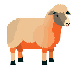 cute white farm sheep