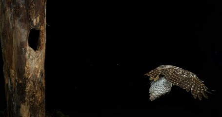 Little Owl, athene noctua, Flying Adult, Taking Flight from Nest, Normandy, Slow Motion 4K