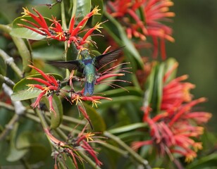 Fork-tailed Woodnymph (Thalurania furcata) Troquilidae family. Amazonas rainforest, Brazil.