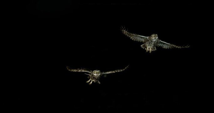 Little Owl, athene noctua, Two Adults in Flight, Night, Normandy in France, Slow Motion 4K