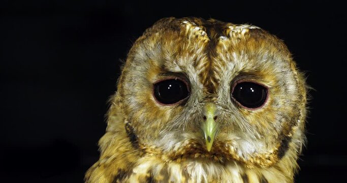 Tawny Owl, strix aluco, Portrait of Adult Turning its Head, Normandy in France, Slow Motion 4K