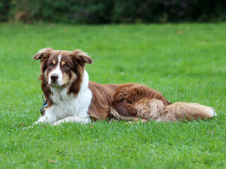 Hunderunde