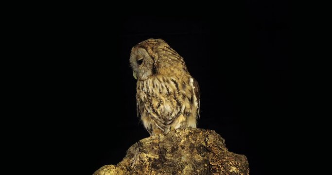 Tawny Owl, strix aluco, Adult Turning its Head, looking around, Normandy in France, Slow Motion 4K