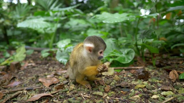 funny little monkey feeding in jungle forest, cute squirrel monkey in the wild, close up of an young ape in rainforest in Asia, funny baby monkey